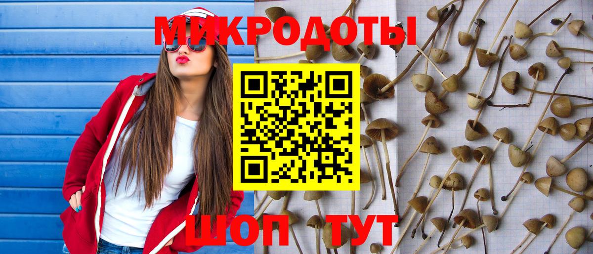 Псилоцибиновые грибы Psilocybe Сосновоборск